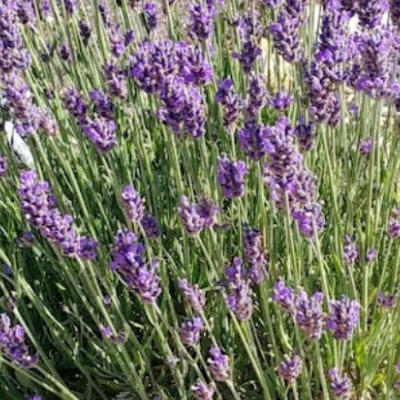 Hidcote Lavender Lavandula angustifolia