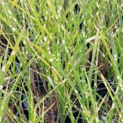 Porcupine Grass Miscanthus sinenesis 'strictus'