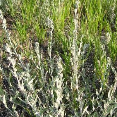 Western Mugwort Artemisia ludoviciana