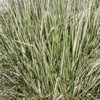 Variegated Reed Grass Calamagrostis acutiflora 'Overdam'