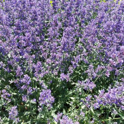 Nepeta racemose 'Walkers Low' Catmint