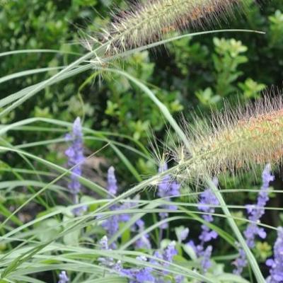 'Hameln' Dwarf Fountain Grass Pennisetum alopecuroides
