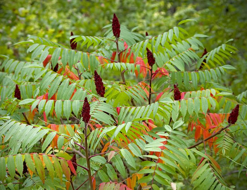 Sumac - Staghorn
