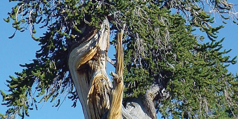 Bristlecone Pine