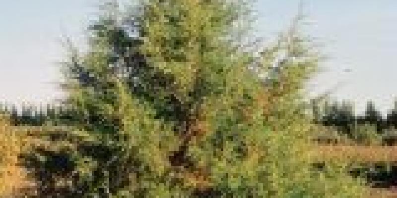 Juniperus scopulorum Rocky Mtn Juniper