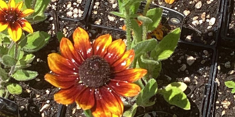 Rudbeckia ‘Rustic Colours’