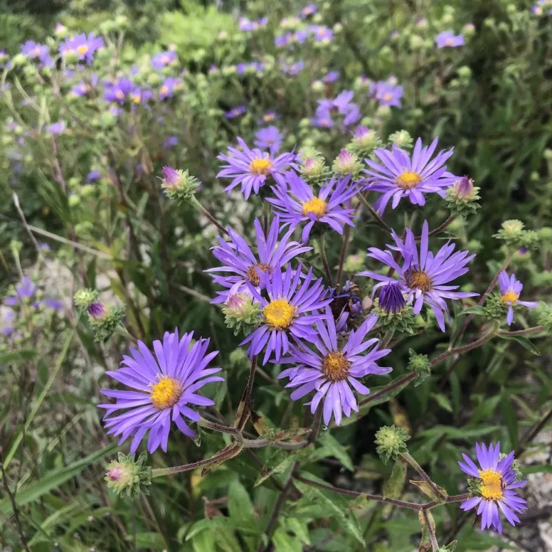 Aster - Showy