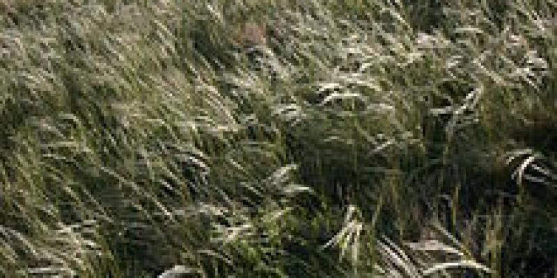 Stipa comata Needle and Thread Grass