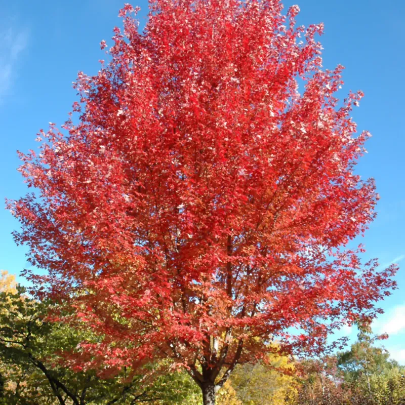 Maple - Autumn Blaze