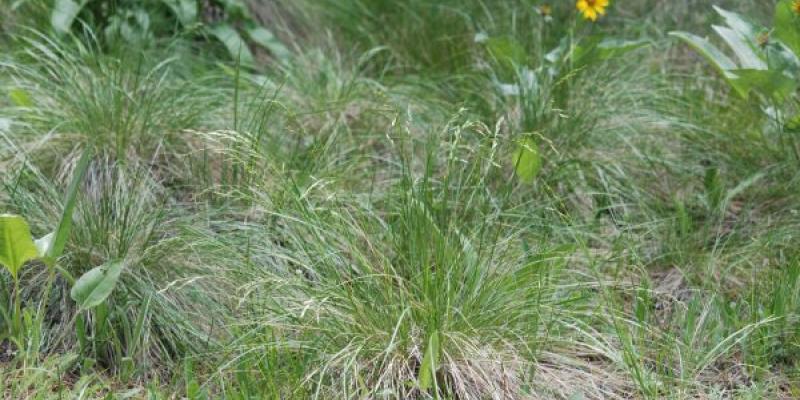 ‘Rough fescue’ 