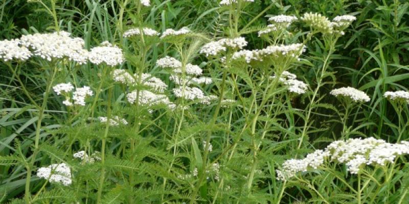 Common White Yarrow