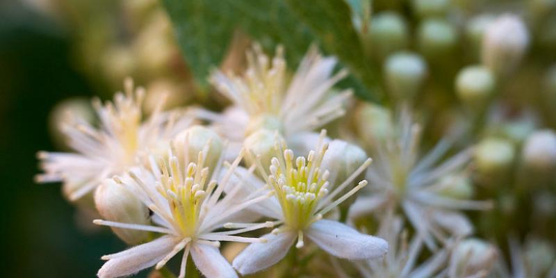 White Clematis
