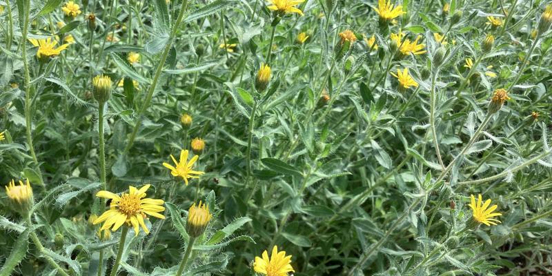 Golden Aster