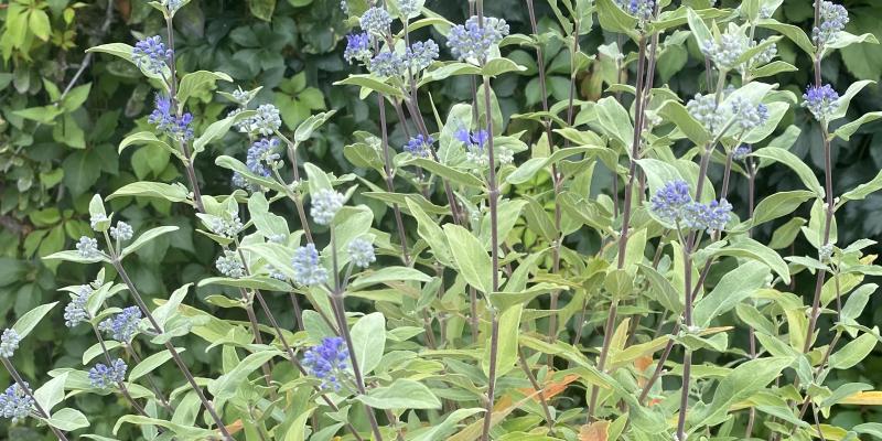 'Dark Knight' Blue Mist Spirea