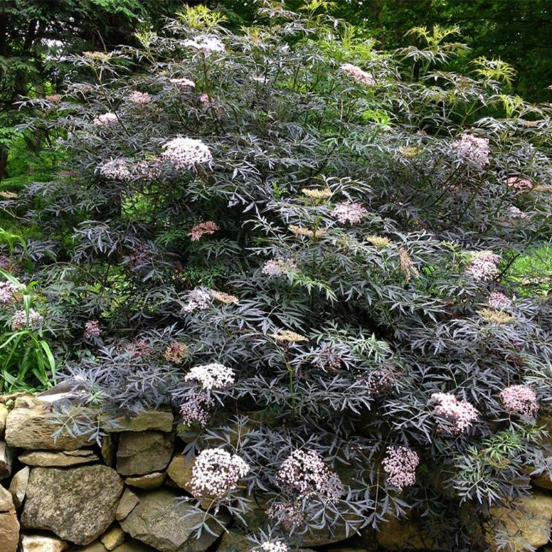 Elderberry - 'Black Lace'