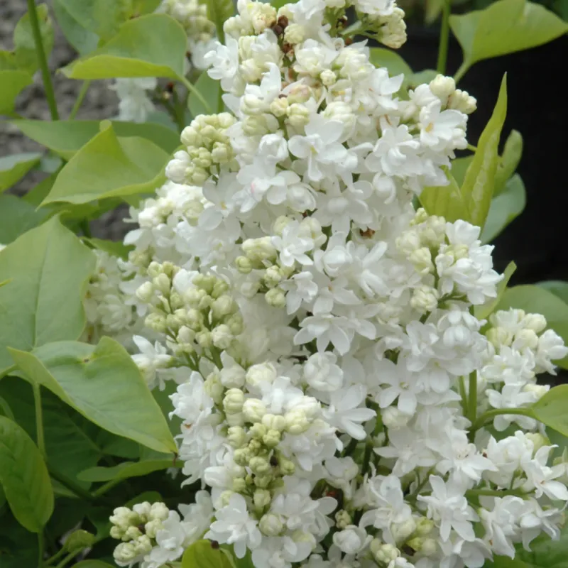 Lilac - Mme Lemoine