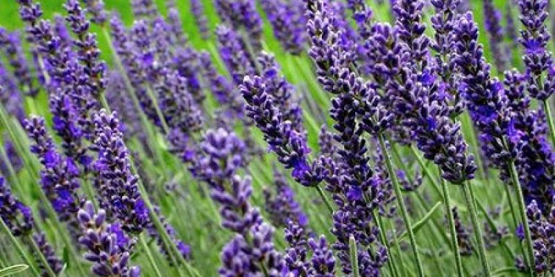 'Munstead' Lavender