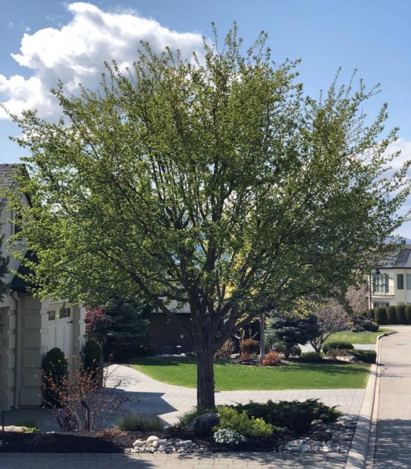 Hawthorn - Snowbird