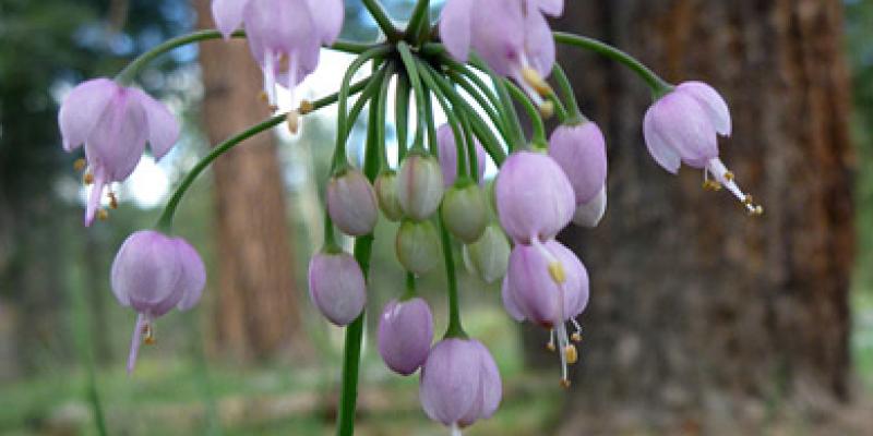 Nodding Onion