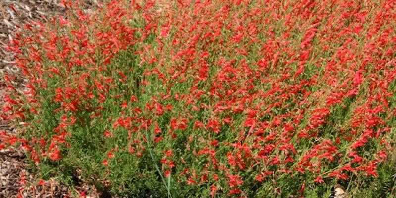 Pine leaf Penstemon