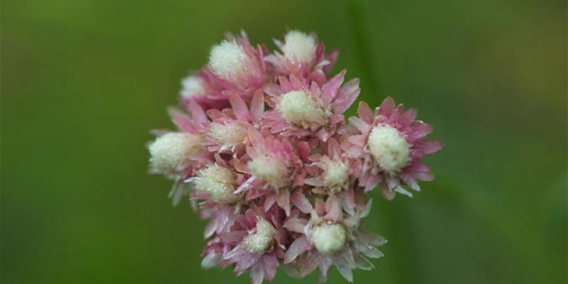 ‘Rosy Pussytoes’