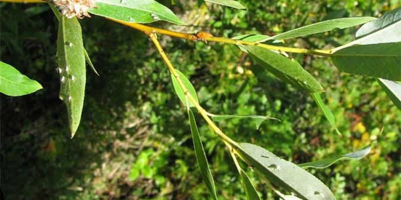 Pacific Willow