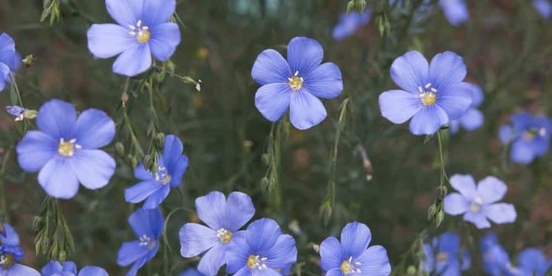 Blue Flax