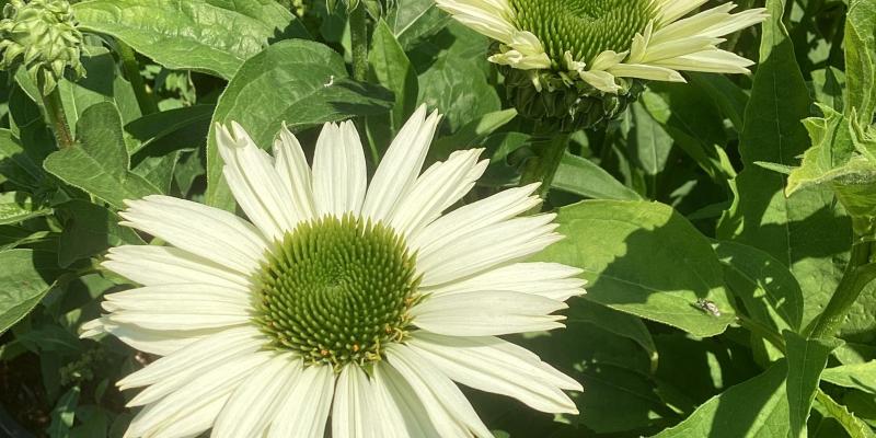 Echinacea ‘Virgin’