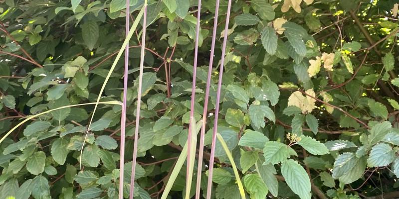'Malepartus' Maiden Grass