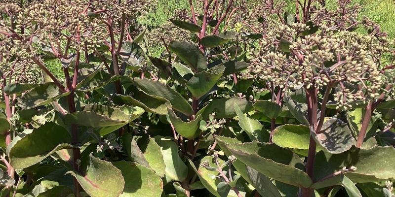 Sedum ‘Matrona’