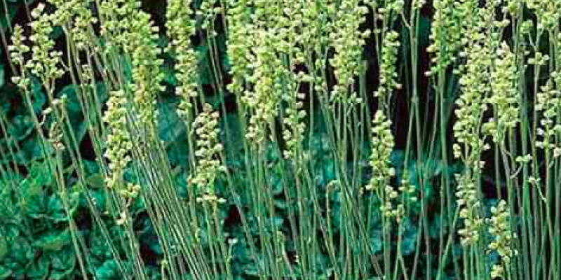 Round leaf Alumroot