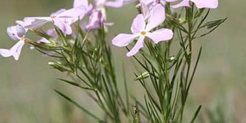 Long-Leaved Phlox