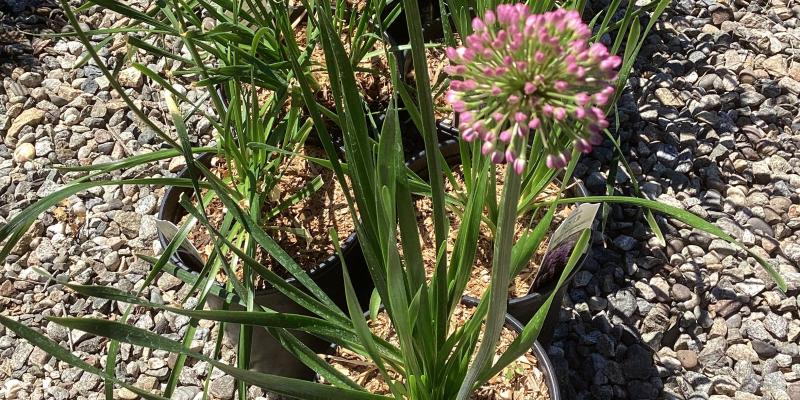 Allium ‘Summer Beauty’