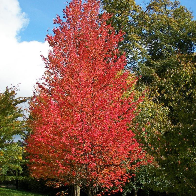 Maple - Red Rocket