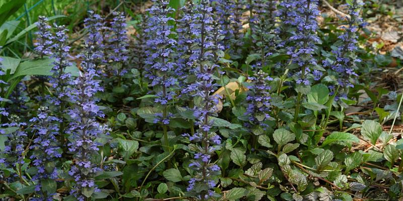 Chocolate Chip Bugleweed
