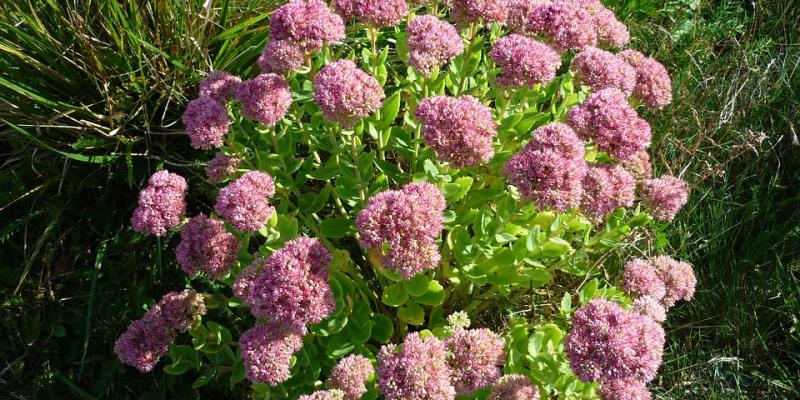 Sedum 'Autumn Brilliance' Stonecrop