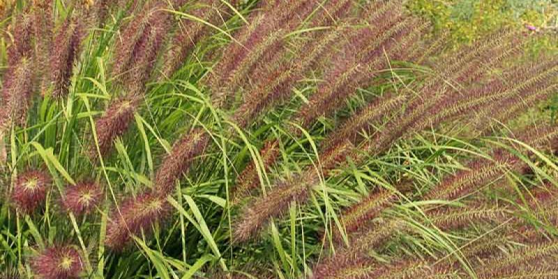 'Red Head' Dwarf Fountain Grass