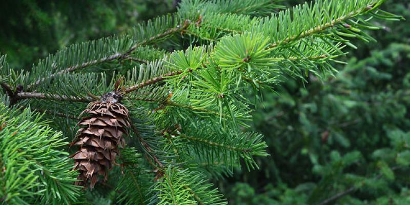 Douglas Fir
