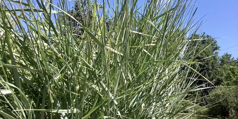 Giant Wild Rye