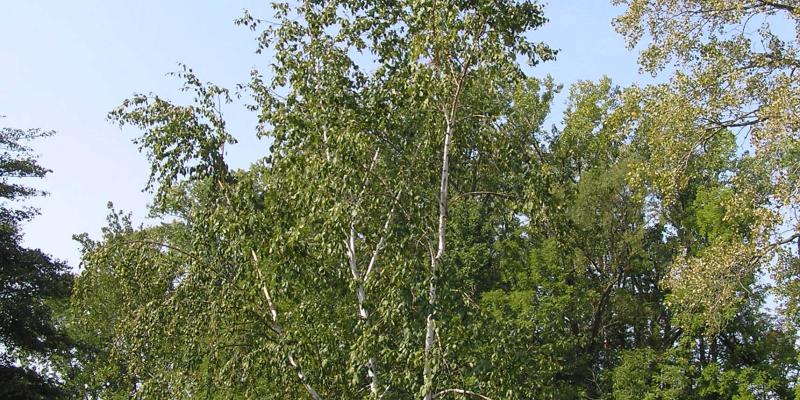 Paper Birch