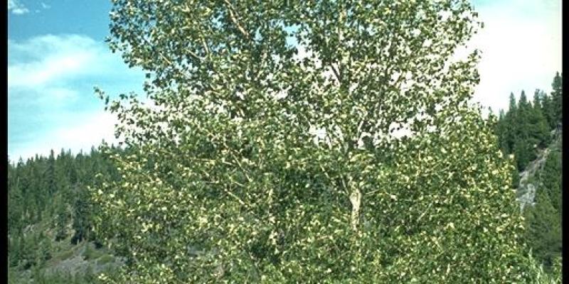 Black Cottonwood