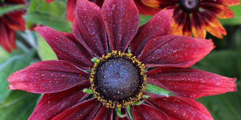 Rudbeckia ‘’Cherry Brandy’
