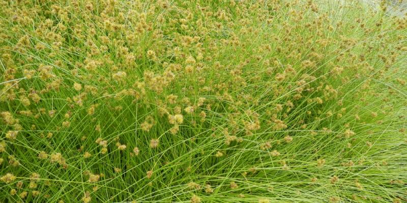 ‘Thick Headed Sedge’