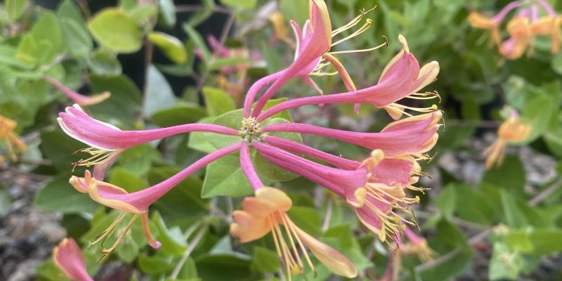'Goldflame' Honeysuckle