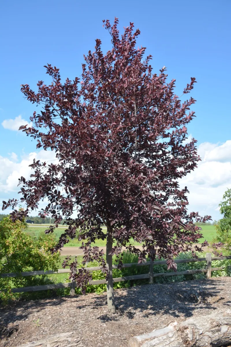 Chokecherry - Baileys Select