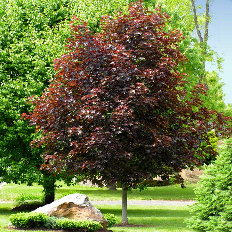 Maple - Crimson King