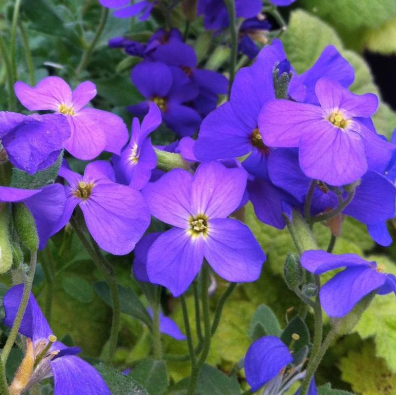 Aubrieta - Cascade Blue