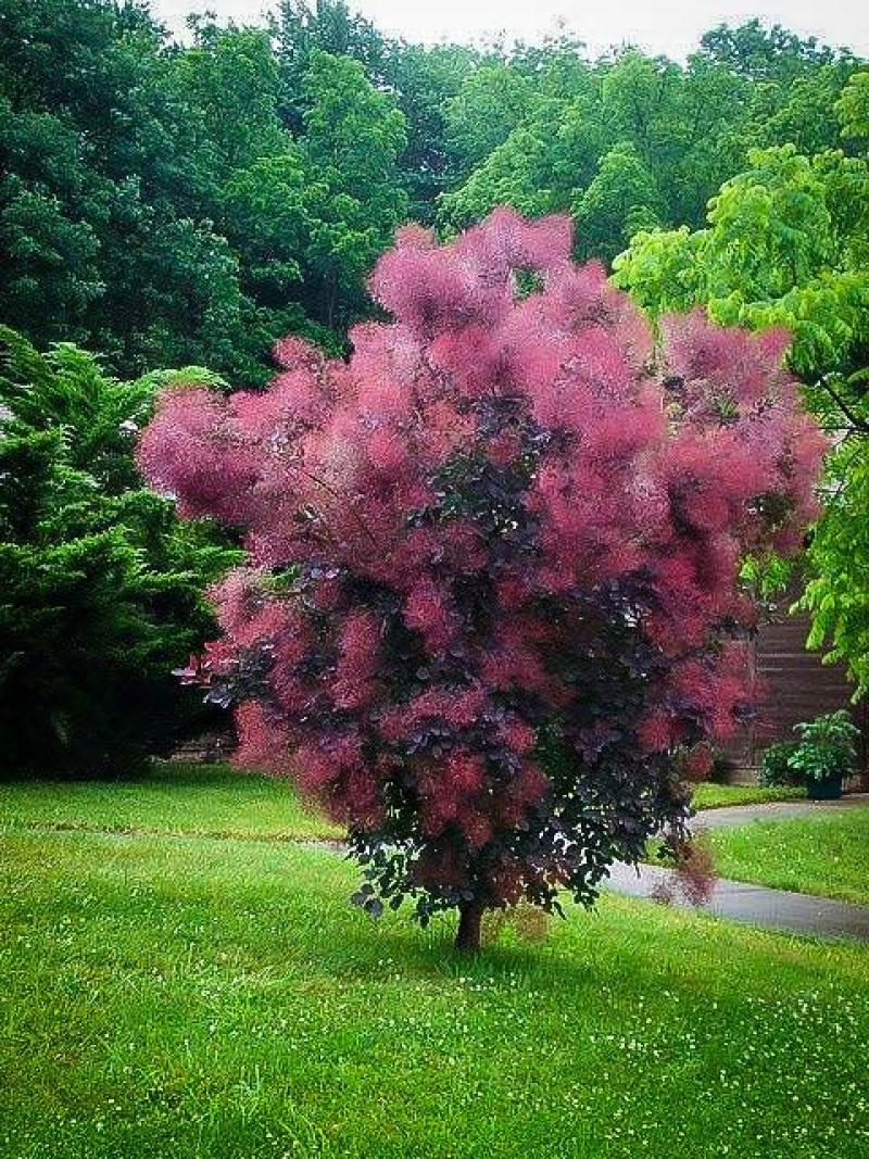 Smokebush - Royal Purple