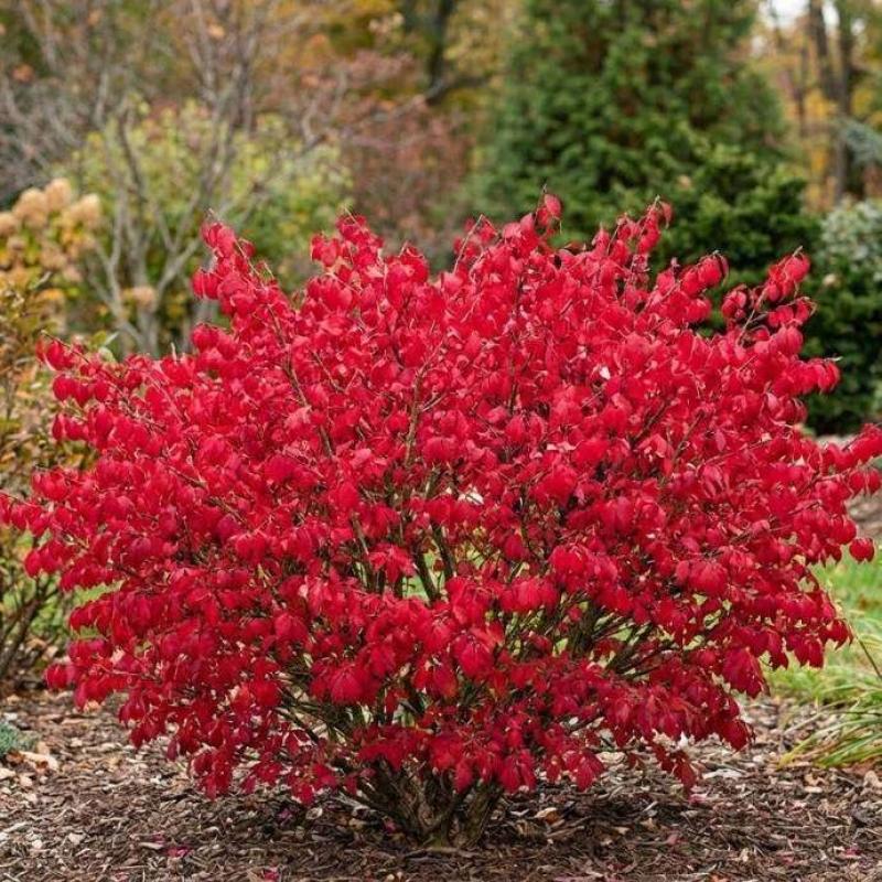 Dwarf Burning Bush