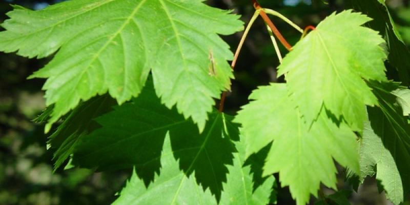 Douglas Maple